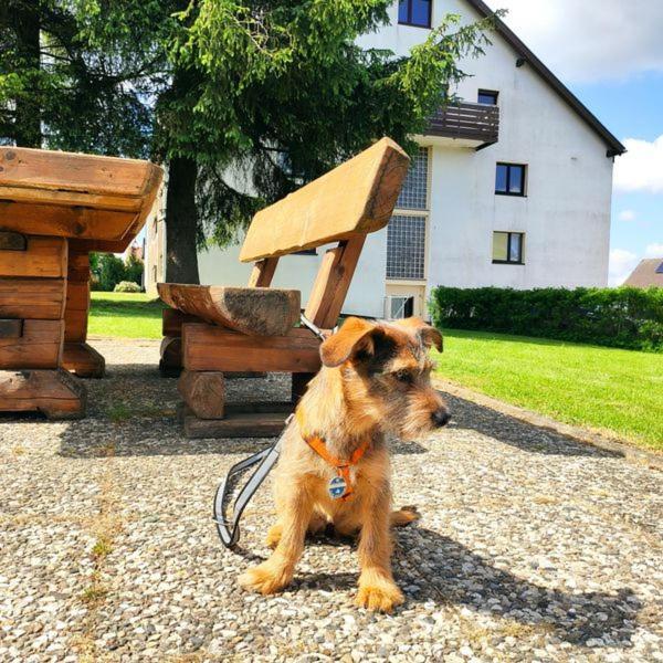 Ferienwohnung Harzluchs Mit Balkon, Netflix Und Sauna Im Haus Hohegeiss Ngoại thất bức ảnh